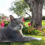 Дом отдыха La Pausa *